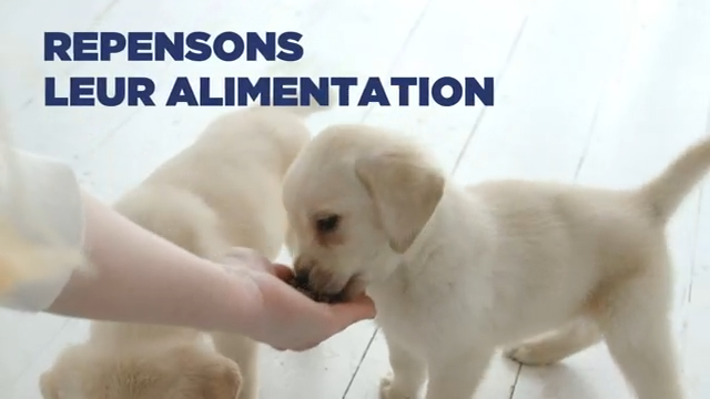 🦴 Vitakraft Dental Chews pour Chien – Os à Mâcher Peau de Bœuf – 25 Pièces (500g) – Format Économique