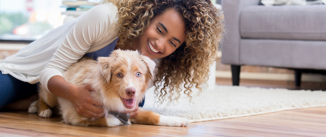 🐶 Les bases du dressage : Commencer avec un chiot