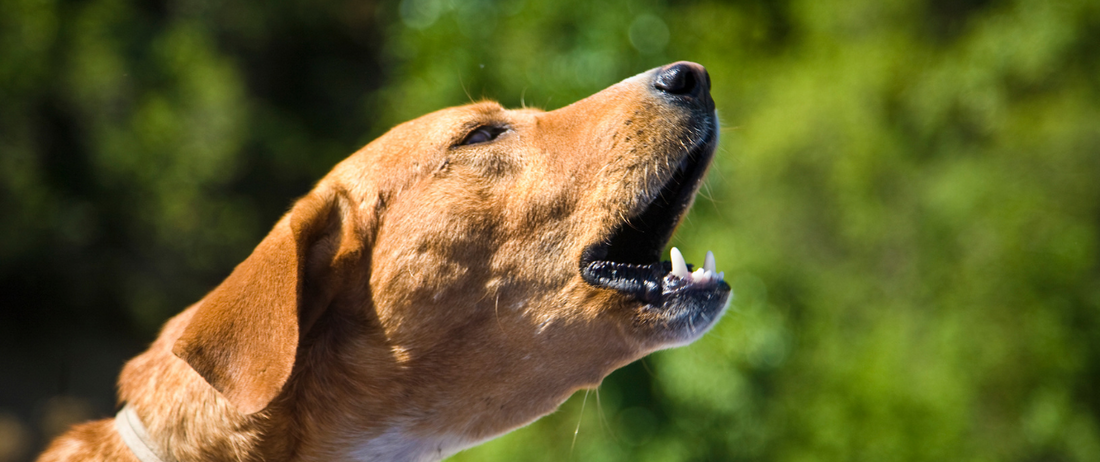 🔊 Réduire les aboiements excessifs : un chien zen, c’est possible !