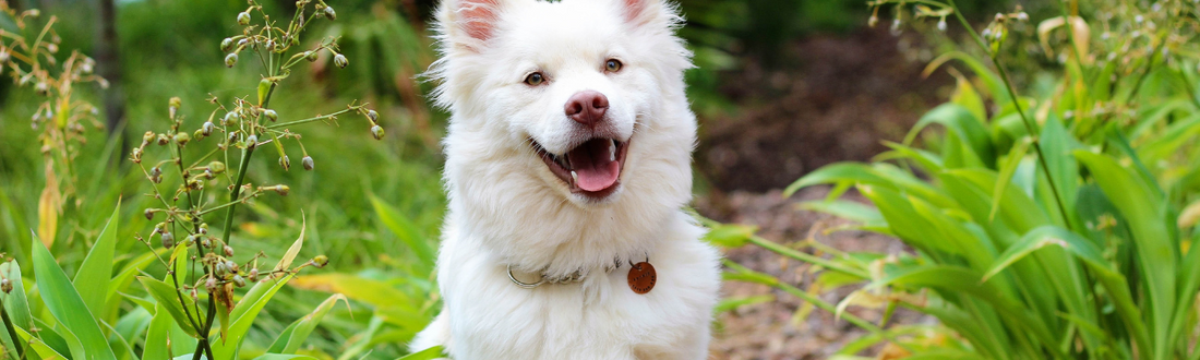 ⛔ Le “Pas bouger” : comment l’enseigner sans stress