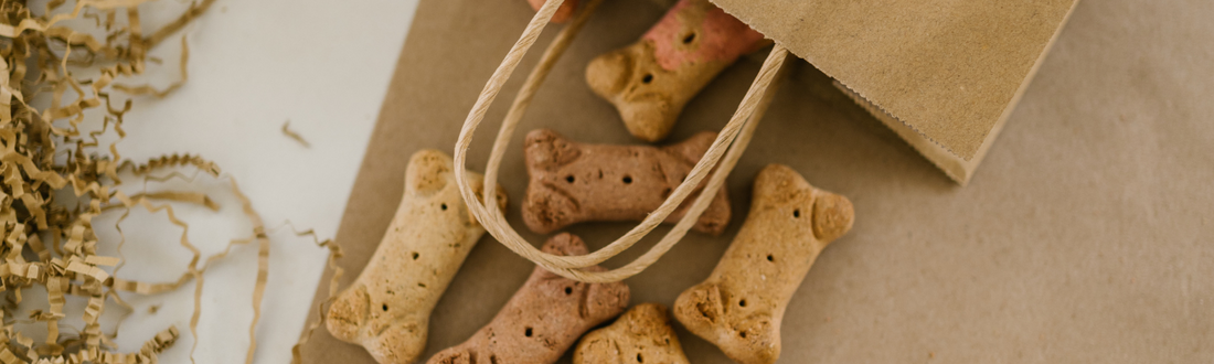 🍖 Comment bien utiliser la récompense en éducation canine